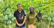 শ্রীমঙ্গলে লাল তীরের বাবু পেপে চাষে চমক কৃষক আসাদুলের